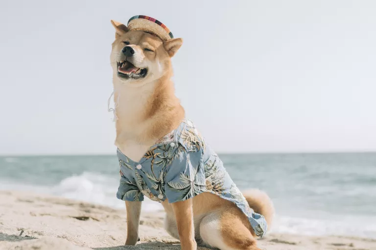 Dog on a beach wearing a hat and a shirt
