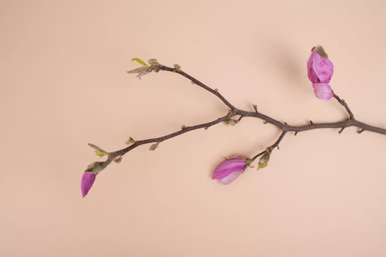 Tree branch with buds and flowers