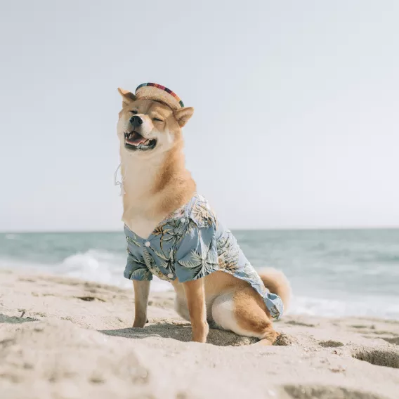 Dog on a beach wearing a hat and a shirt